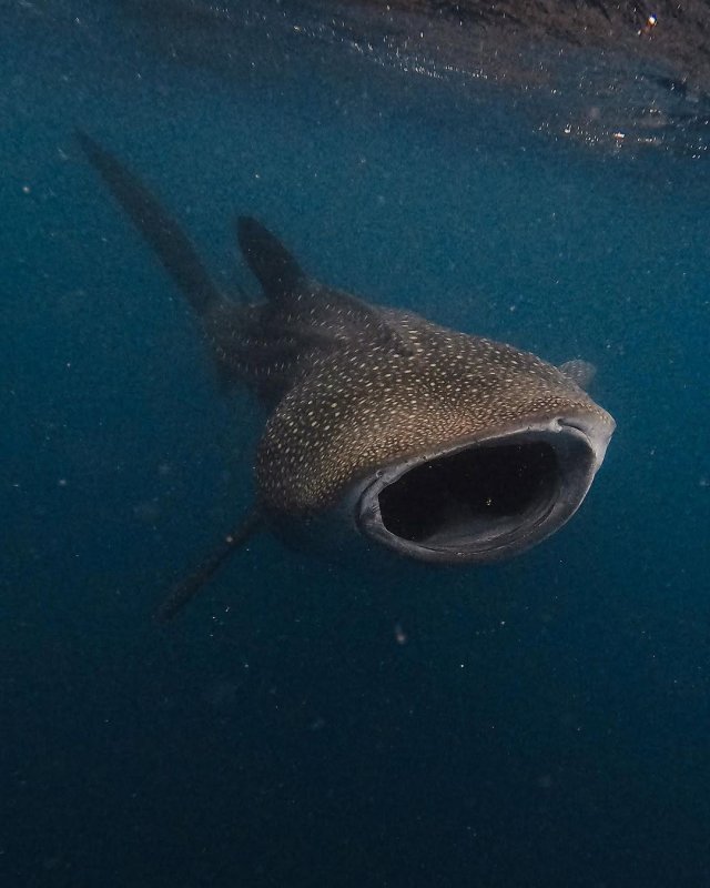 Whale Shark Season Mafia Island 2026: When to Go