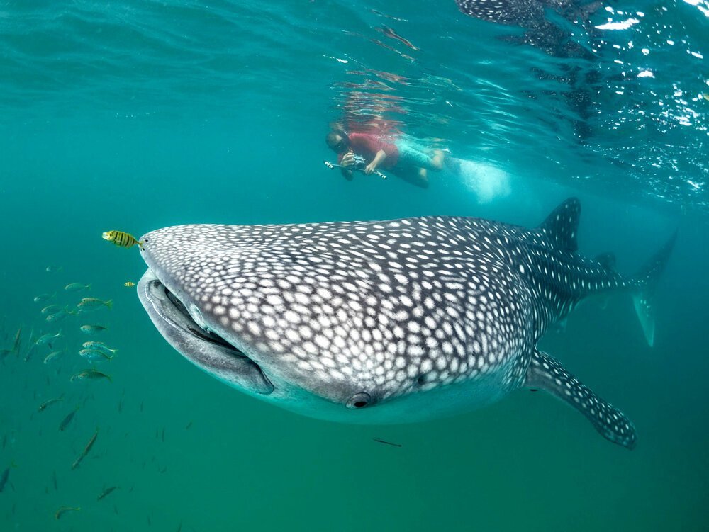 3-Day Whale Shark Escape