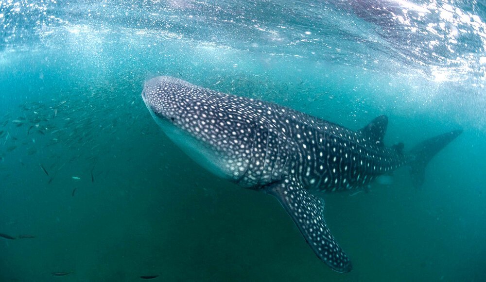 Whale Shark Excursion